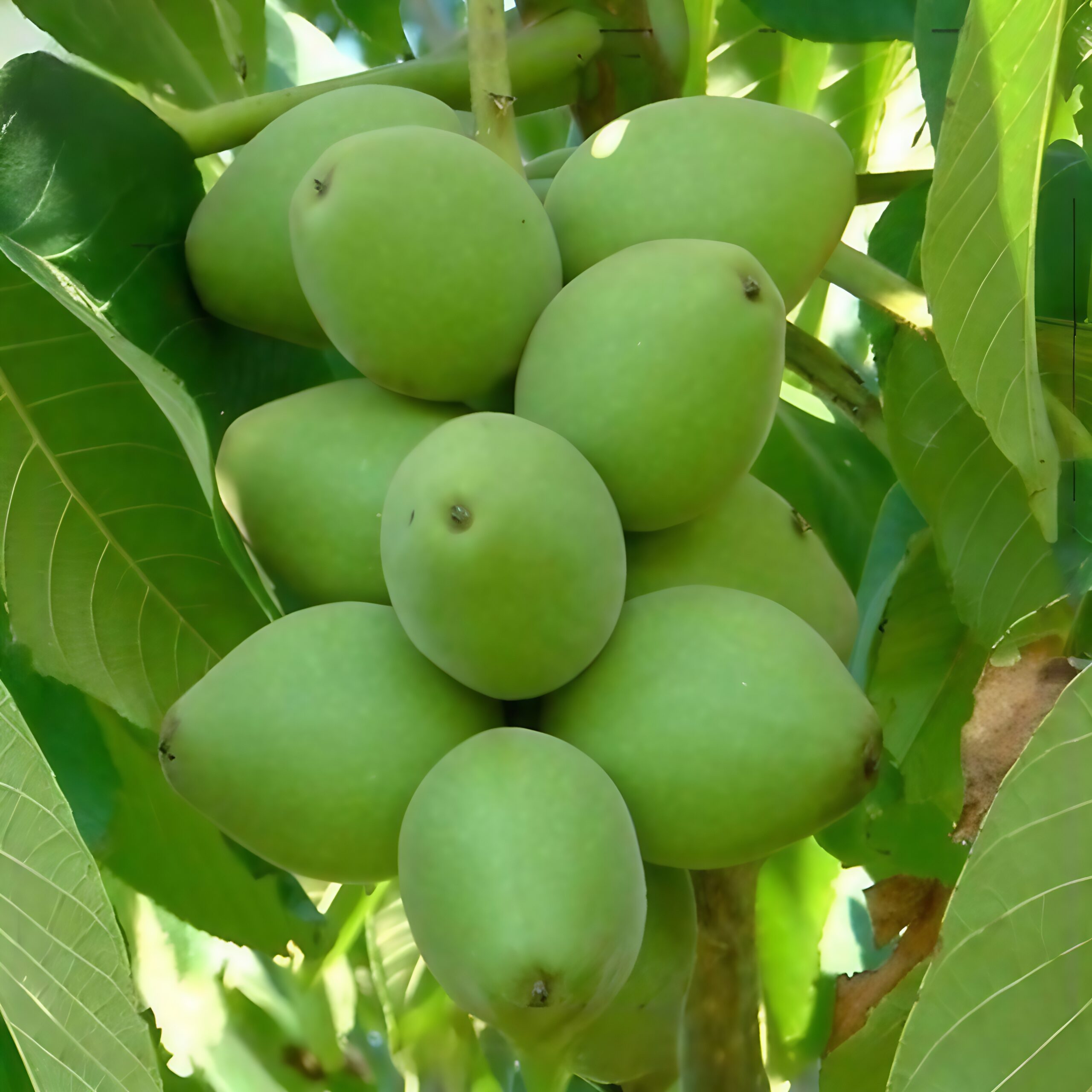 نهال گردو